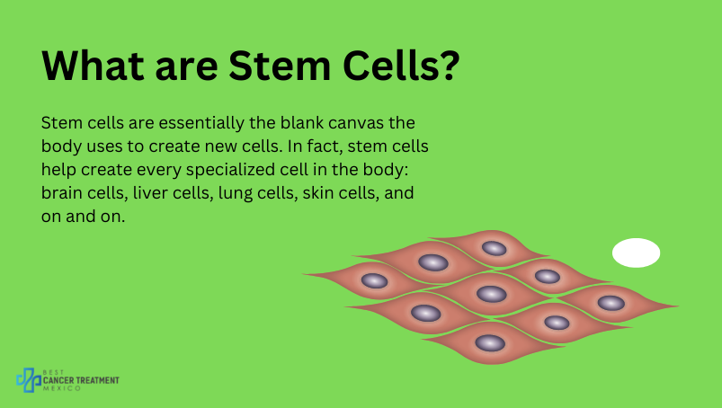 What are stem cells?