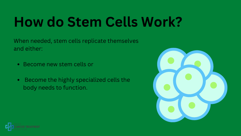 How do stem cells work?